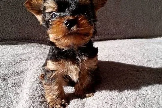 Yorkishe terrier piesek samiec, Śląskie, Żory