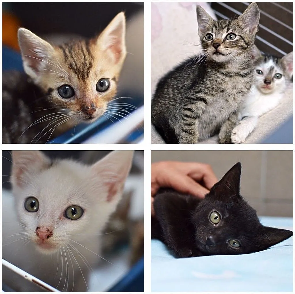 Supełki do adopcji, Śląskie, Gliwice