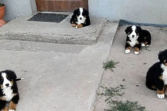 Berneński pies pasterski szczeniaczki, Kujawsko-pomorskie, Inowrocław