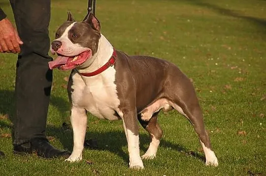 American Staffordshire Terrier FC I , Reproduktor 