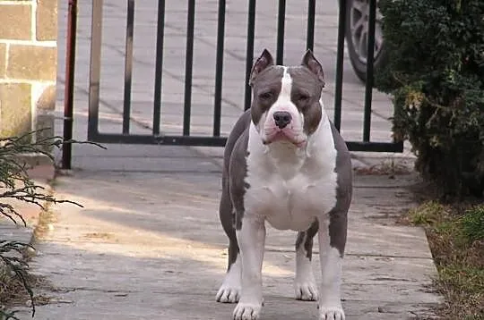 American Staffordshire Terrier FC I , Reproduktor 