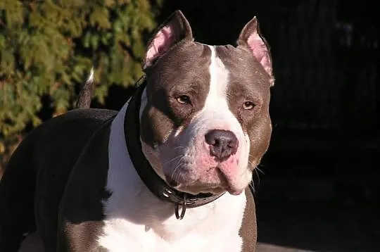 American Staffordshire Terrier FC I , Reproduktor 