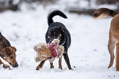 GRANAT - pieszczoch z turbo doładowaniem - szczeniak do adopcji Panowie i Panie :D,  mazowieckie Warszawa