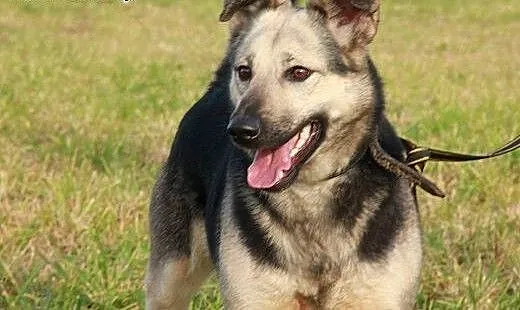 Nuka radosna sunia szuka domu, podlaskie Suwałki