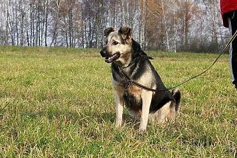 Nuka radosna sunia szuka domu,  podlaskie Suwałki