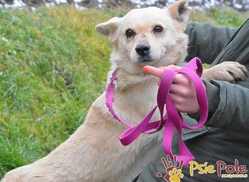 NUGACIK-super kochany, bardzo przyjazny kremowy psiak szuka domu, adopcja, Małopolskie, Kraków