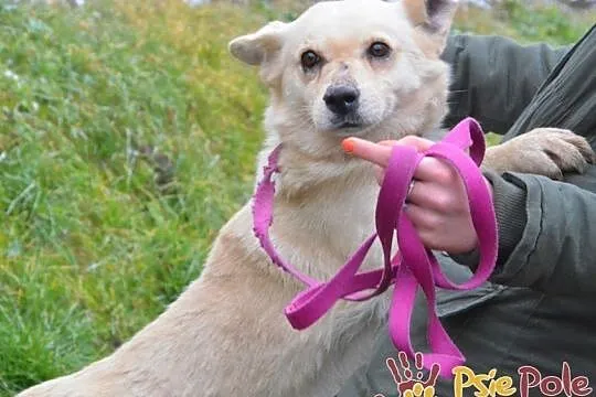 NUGACIK-super kochany, bardzo przyjazny kremowy psiak szuka domu, adopcja, Małopolskie, Kraków