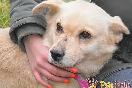 NUGACIK-super kochany, bardzo przyjazny kremowy psiak szuka domu, adopcja, Małopolskie, Kraków
