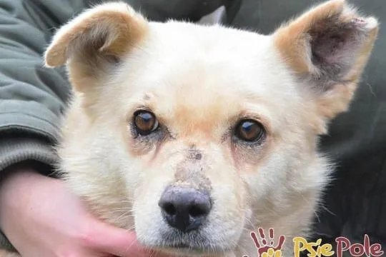 NUGACIK-super kochany, bardzo przyjazny kremowy psiak szuka domu, adopcja, Małopolskie, Kraków