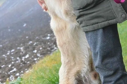 NUGACIK-super kochany, bardzo przyjazny kremowy psiak szuka domu, adopcja, Małopolskie, Kraków