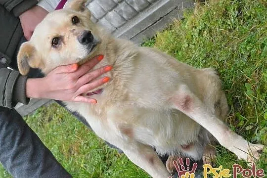 NUGACIK-super kochany, bardzo przyjazny kremowy psiak szuka domu, adopcja, Małopolskie, Kraków