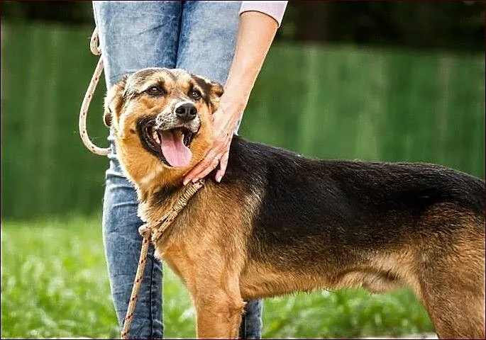 Dexter - dla tych, co nie lubią ciągle siedzieć w