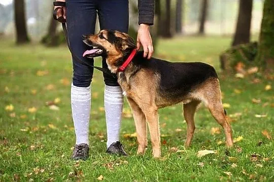 Dexter - dla tych, co nie lubią ciągle siedzieć w 