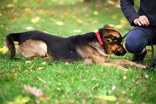 Dexter - dla tych, co nie lubią ciągle siedzieć w 