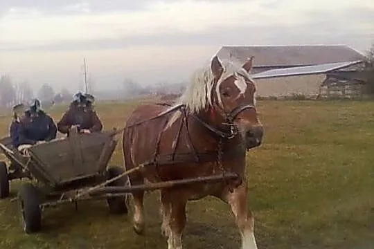 Sprzedam ogiera zimnokrwistego Baron