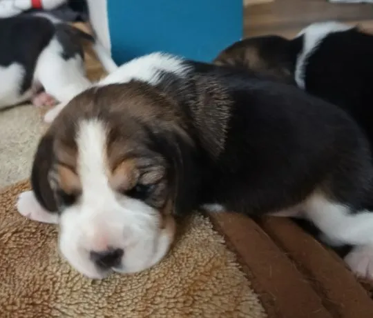Szczenięta Beagle tricolor ZKwP Częstochowa Zagroda u Sabinki