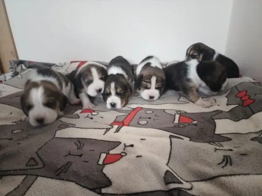 Szczenięta Beagle tricolor ZKwP Częstochowa Zagroda u Sabinki, , Konopiska