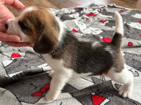 Szczenięta Beagle tricolor ZKwP Częstochowa Zagroda u Sabinki, , Konopiska