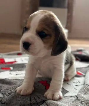 Szczenięta Beagle tricolor ZKwP Częstochowa Zagroda u Sabinki, , Konopiska