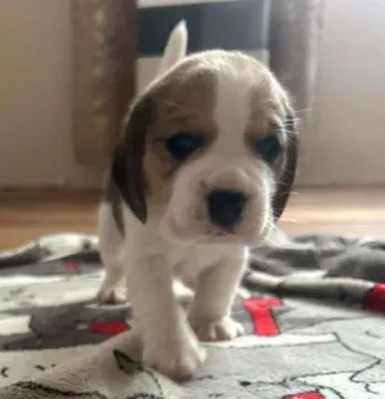 Szczenięta Beagle tricolor ZKwP Częstochowa Zagroda u Sabinki, , Konopiska