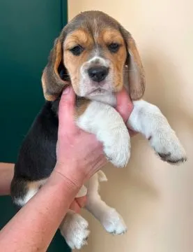 Szczenięta Beagle tricolor ZKwP Częstochowa Zagroda u Sabinki, , Konopiska