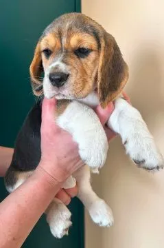 Szczenięta Beagle tricolor ZKwP Częstochowa Zagroda u Sabinki, , Konopiska
