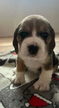 Szczenięta Beagle tricolor ZKwP Częstochowa Zagroda u Sabinki, , Konopiska