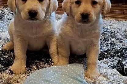 Śliczne szczenięta labradorki