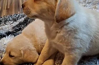 Śliczne szczenięta labradorki, Lubelskie, Ryki