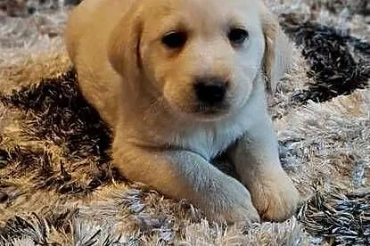 Śliczne szczenięta labradorki, Lubelskie, Ryki