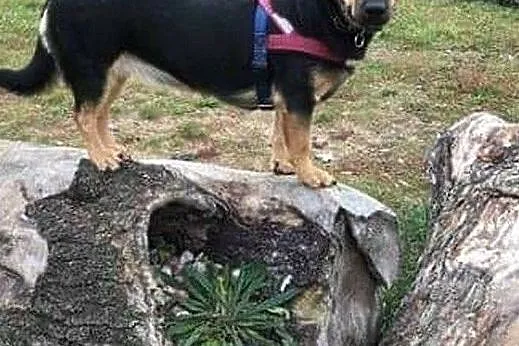 Julka, wesoła sunia do adopcji, Mazowieckie, Warszawa