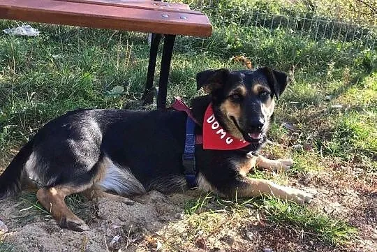 Julka, wesoła sunia do adopcji, Mazowieckie, Warszawa