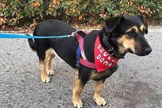 Julka, wesoła sunia do adopcji, Mazowieckie, Warszawa