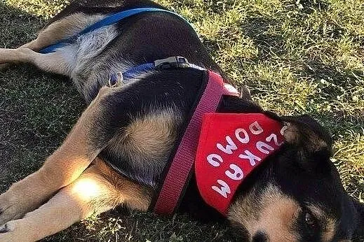 Julka, wesoła sunia do adopcji, Mazowieckie, Warszawa