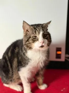 Józio - niekonfliktowy, spokojny, przyjazny kotek!  Józio - dojrzałe ciało, młoda dusza. Józio to cu, , Warszawa