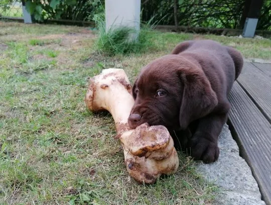 Labrador Retriever szczenieta czekoladowe, szczeniaki, , Zielona Góra