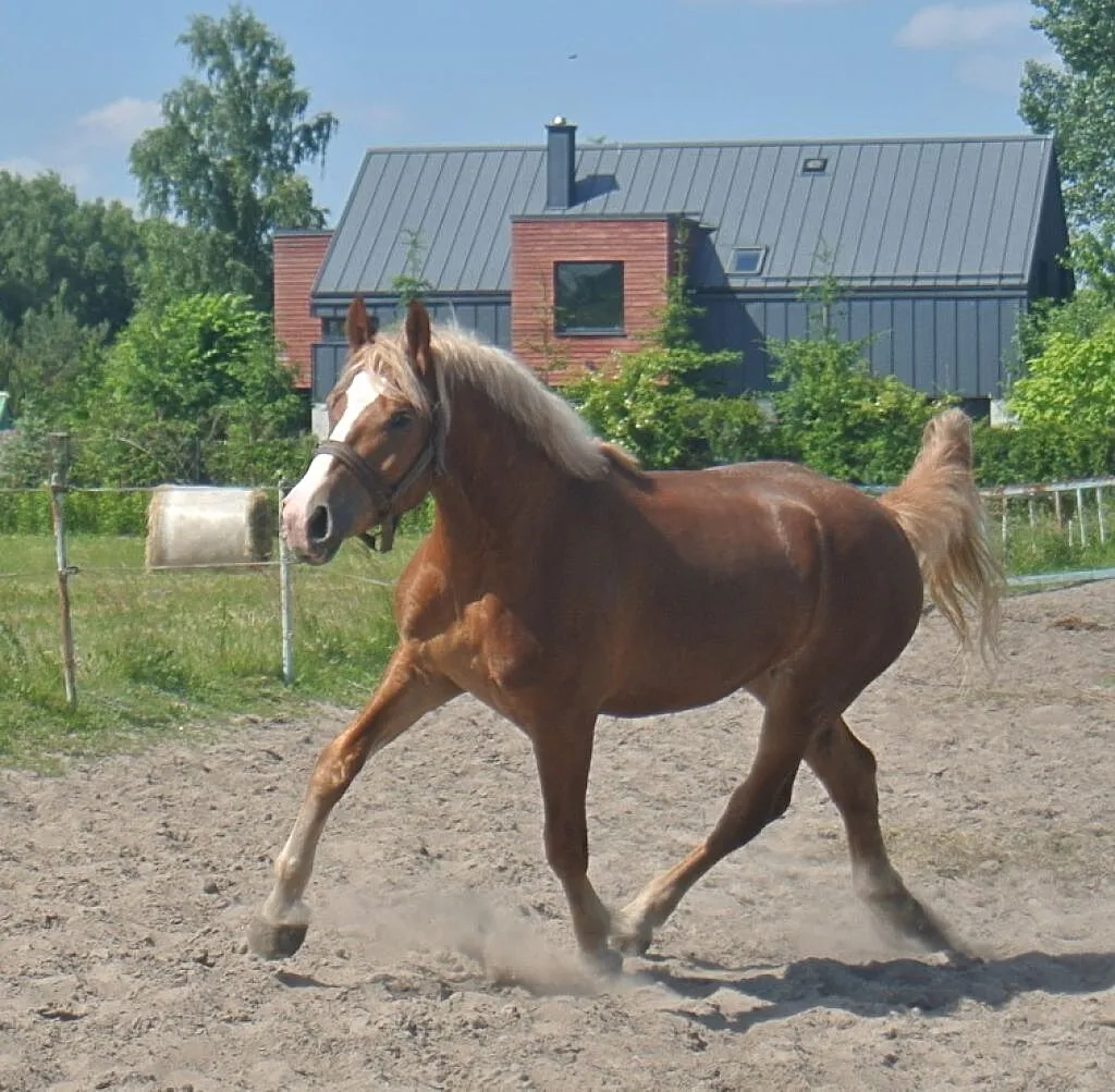 ***Sprzedam wałacha***, ,
