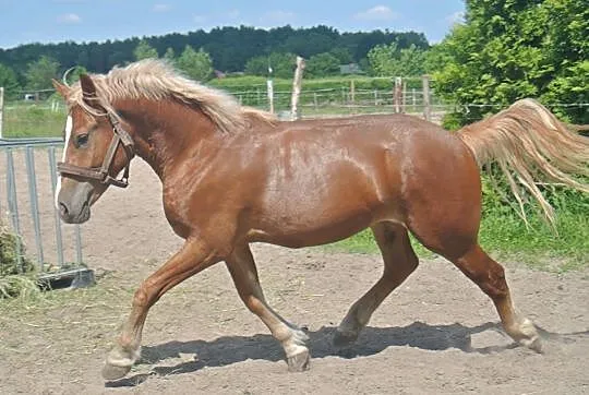 ***Sprzedam wałacha***, , 