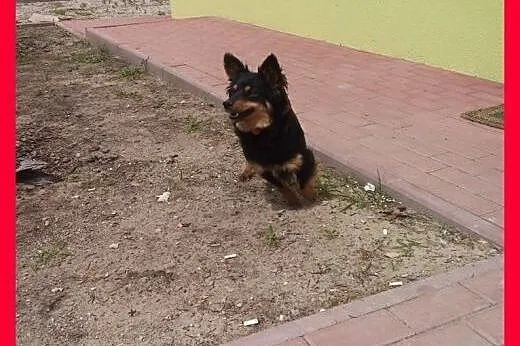Mała,młoda,sympatyczna sunia Żaba ,ADOPTUJ !,  ślą