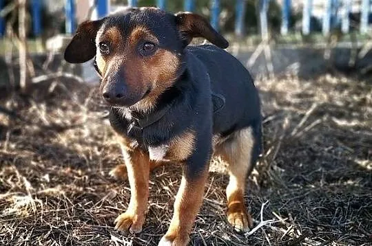Mały 10 kg,łagodny,delikatny,nieśmiały,szczepiony piesek SAMEK.Adopcja., Mazowieckie, Warszawa