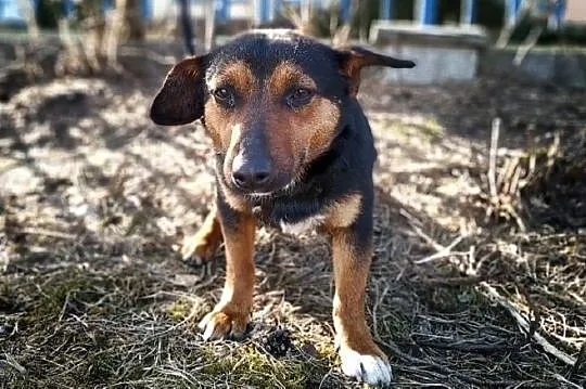 Mały 10 kg,łagodny,delikatny,nieśmiały,szczepiony piesek SAMEK.Adopcja., Mazowieckie, Warszawa