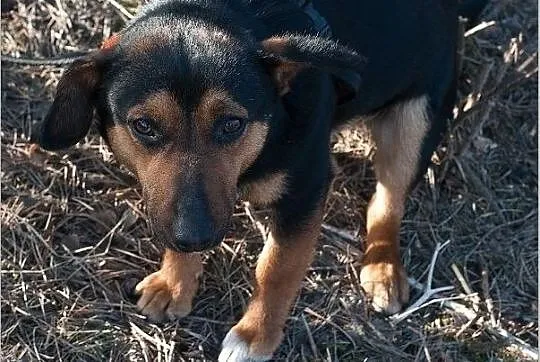 Mały 10 kg,łagodny,delikatny,nieśmiały,szczepiony piesek SAMEK.Adopcja., Mazowieckie, Warszawa