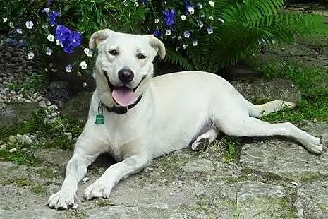 Lucy - młoda, żywiołowa sunia w typie labradora ADOPCJA,  Kundelki cała Polska