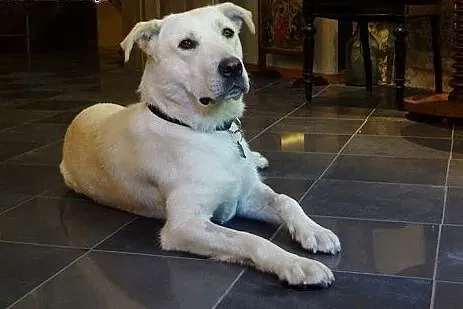 Lucy - młoda, żywiołowa sunia w typie labradora AD