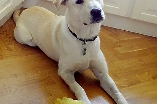 Lucy - młoda, żywiołowa sunia w typie labradora AD