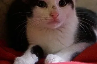 Pingwinki