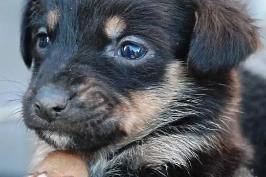 1 księżniczka szczeniak suczka kochana malutka ADO