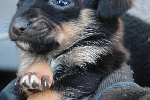 1 księżniczka szczeniak suczka kochana malutka ADO