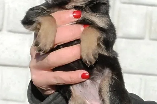 1 księżniczka szczeniak suczka kochana malutka ADO