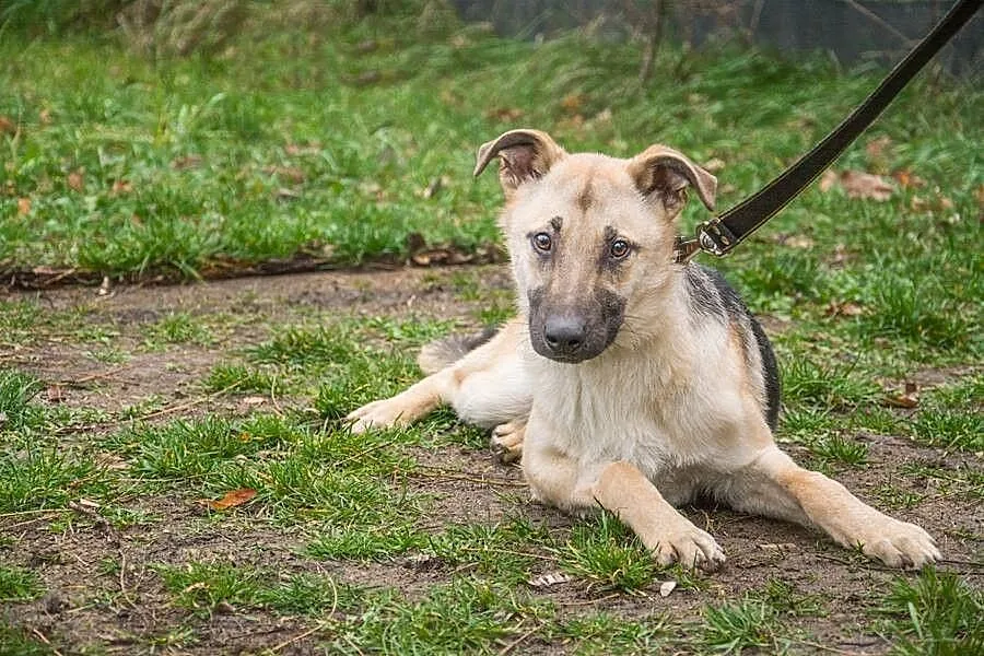 Młodziutki Fisiel,wesoły,zakochany w człowieku psi